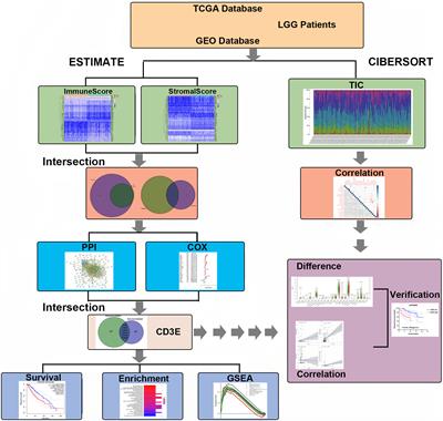 Malignant Tumor Purity Reveals the Driven and Prognostic Role of CD3E in Low-Grade Glioma Microenvironment